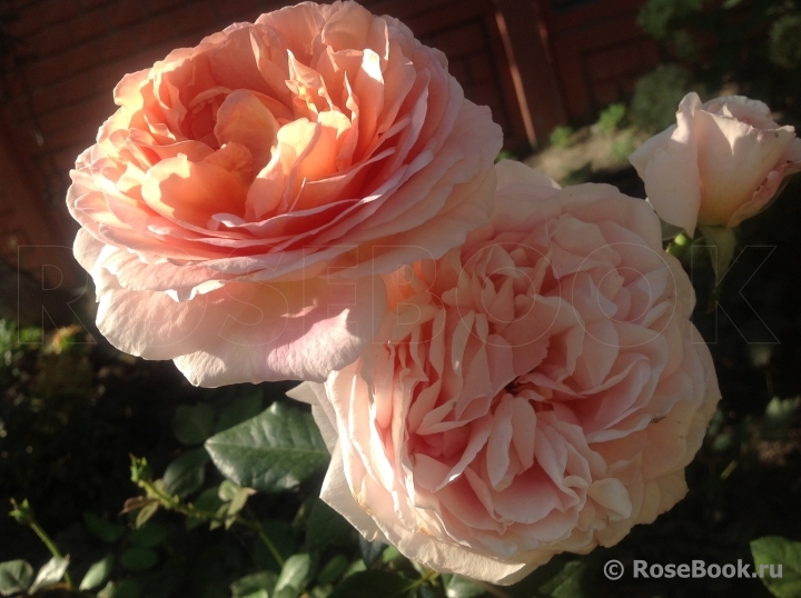 Abraham Darby