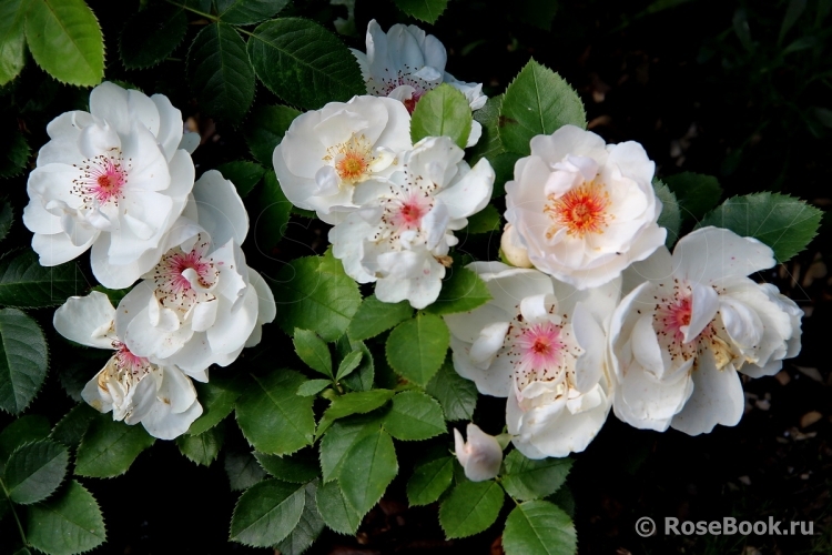 Jacqueline du Pre 