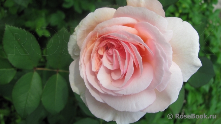 A Shropshire Lad