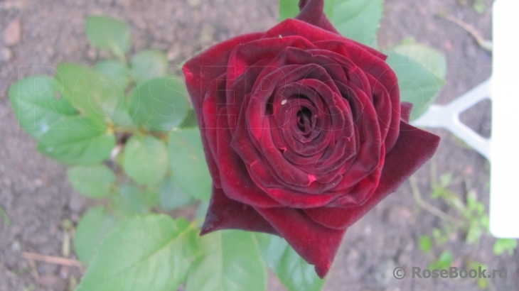 Black Baccara