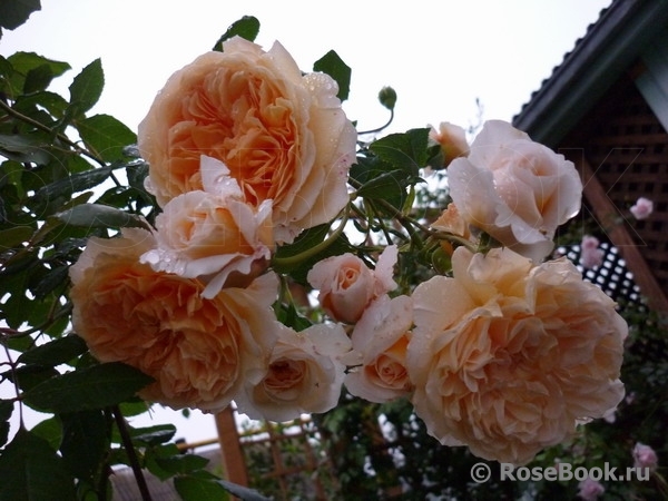 Crown Princess Margareta®