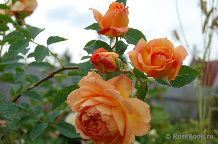 Lady of Shalott 