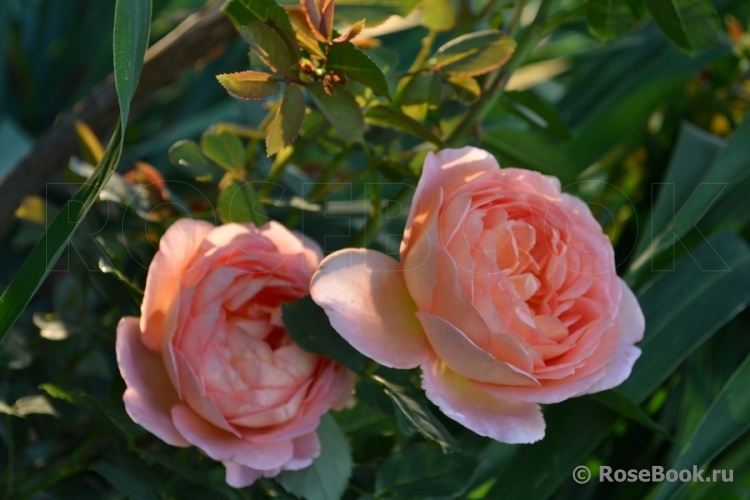 Lady of Shalott 