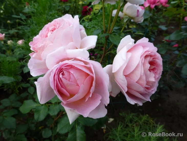 Abraham Darby