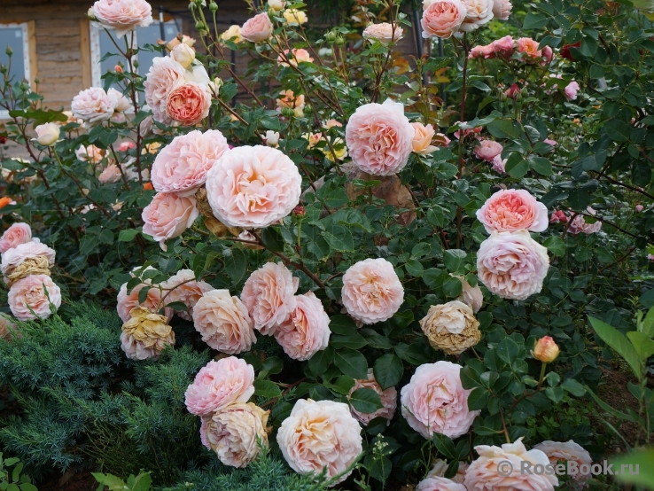 Abraham Darby