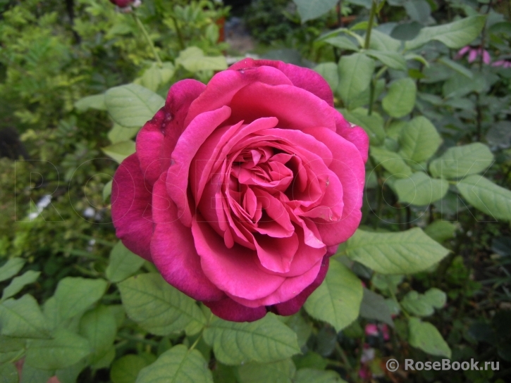 Johann Wolfgang von Goethe Rose®