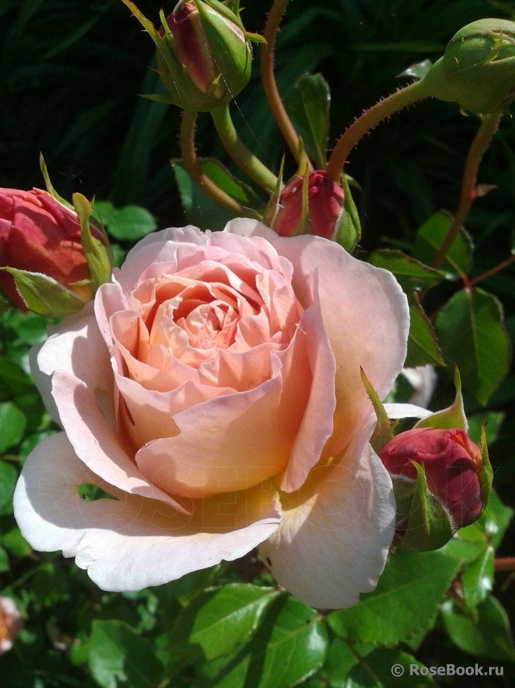 Abraham Darby