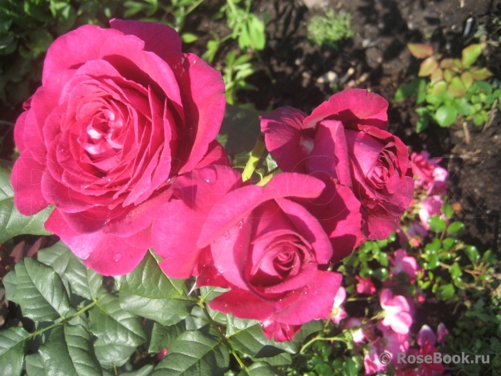 Johann Wolfgang von Goethe Rose®