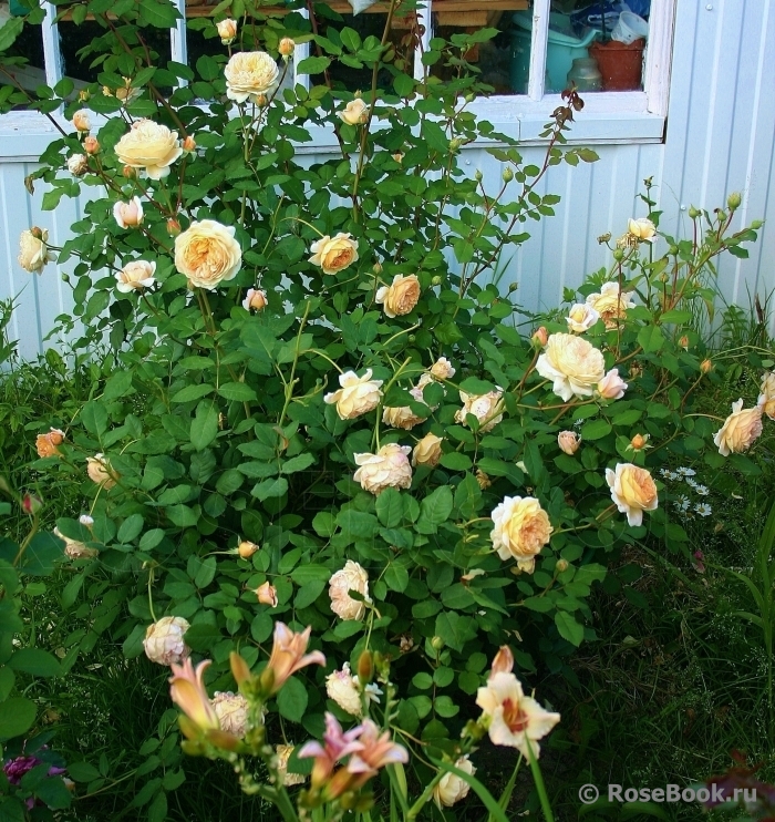 Crown Princess Margareta®