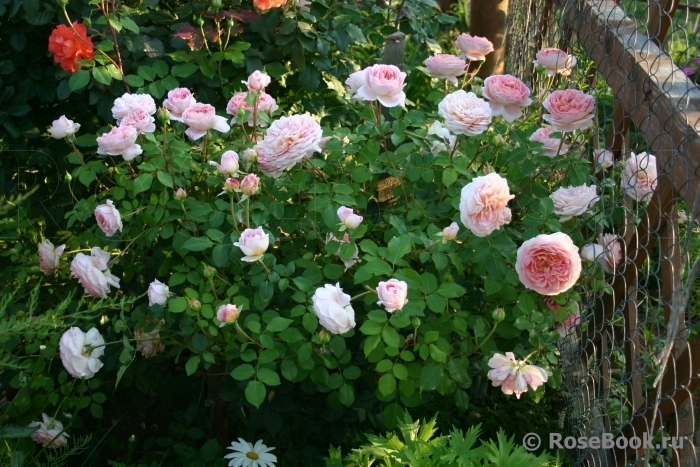 Abraham Darby