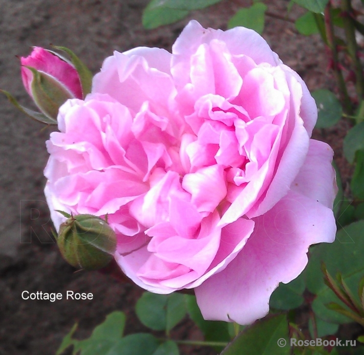 Cottage Rose 