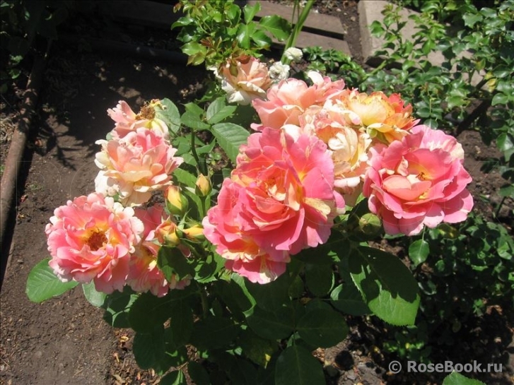 Rose des Cisterciens 