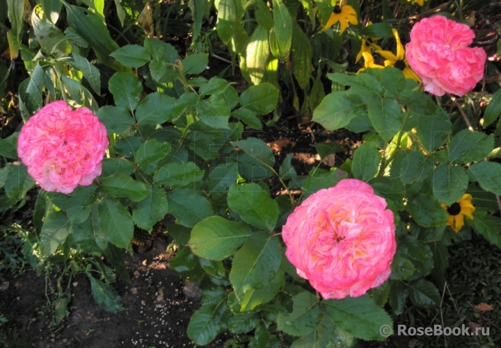 Jardins a Fleur D`eau