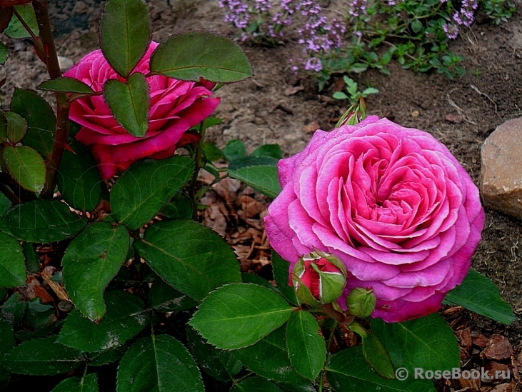 Heidi Klum Rose