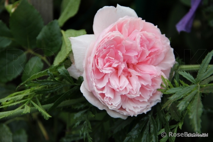 The Wedgwood Rose