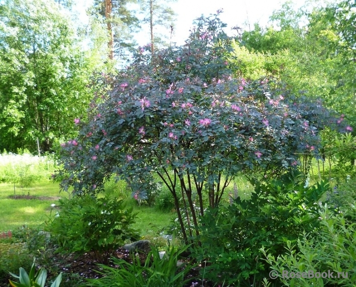 Rosa glauca 