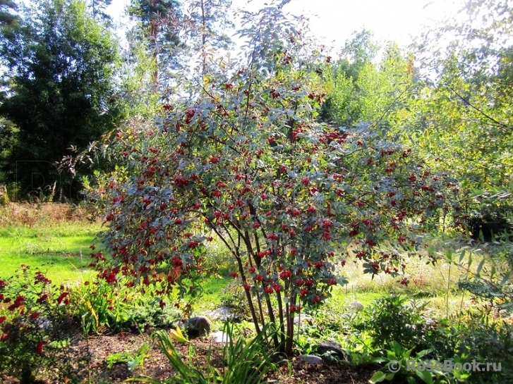 Rosa glauca 