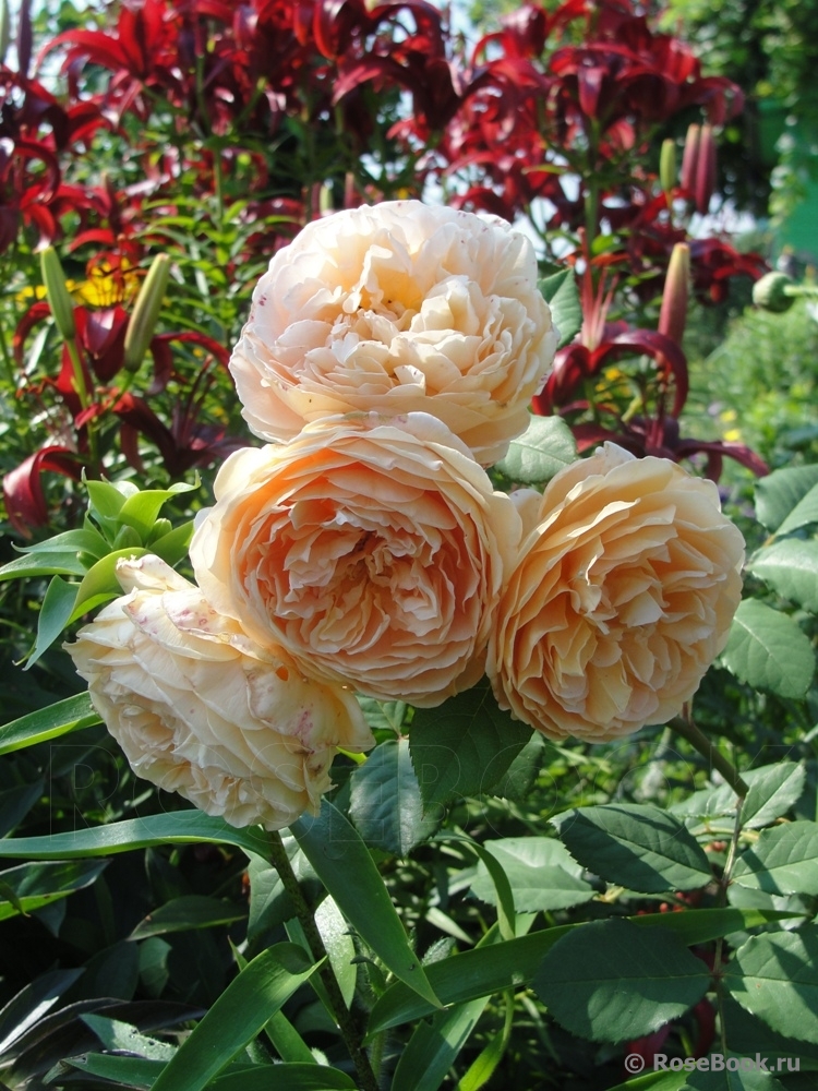 Crown Princess Margareta®