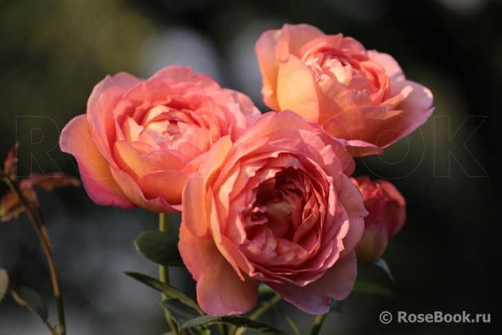 Lady of Shalott 