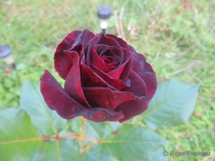 Black Baccara