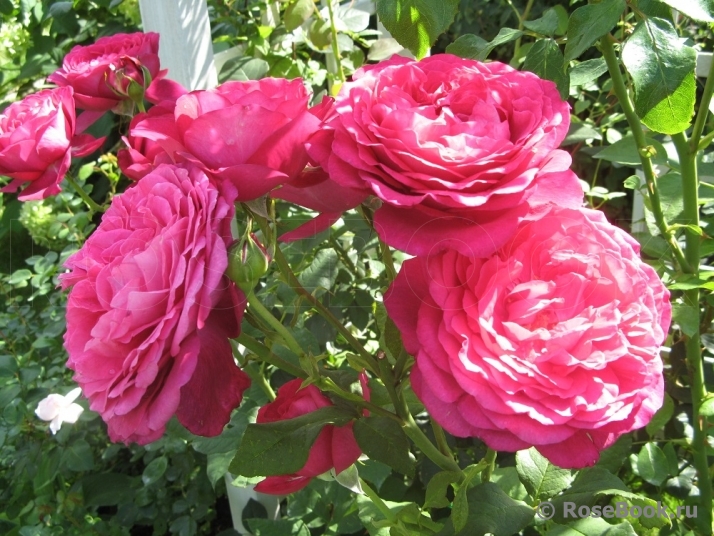 Johann Wolfgang von Goethe Rose®