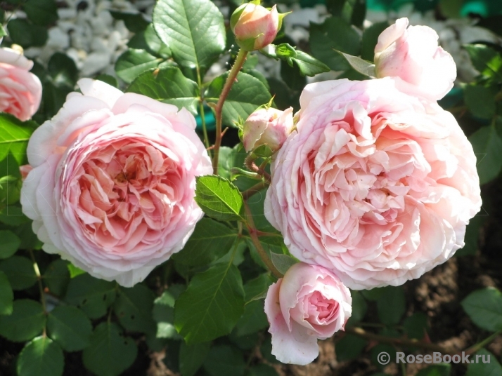 Abraham Darby