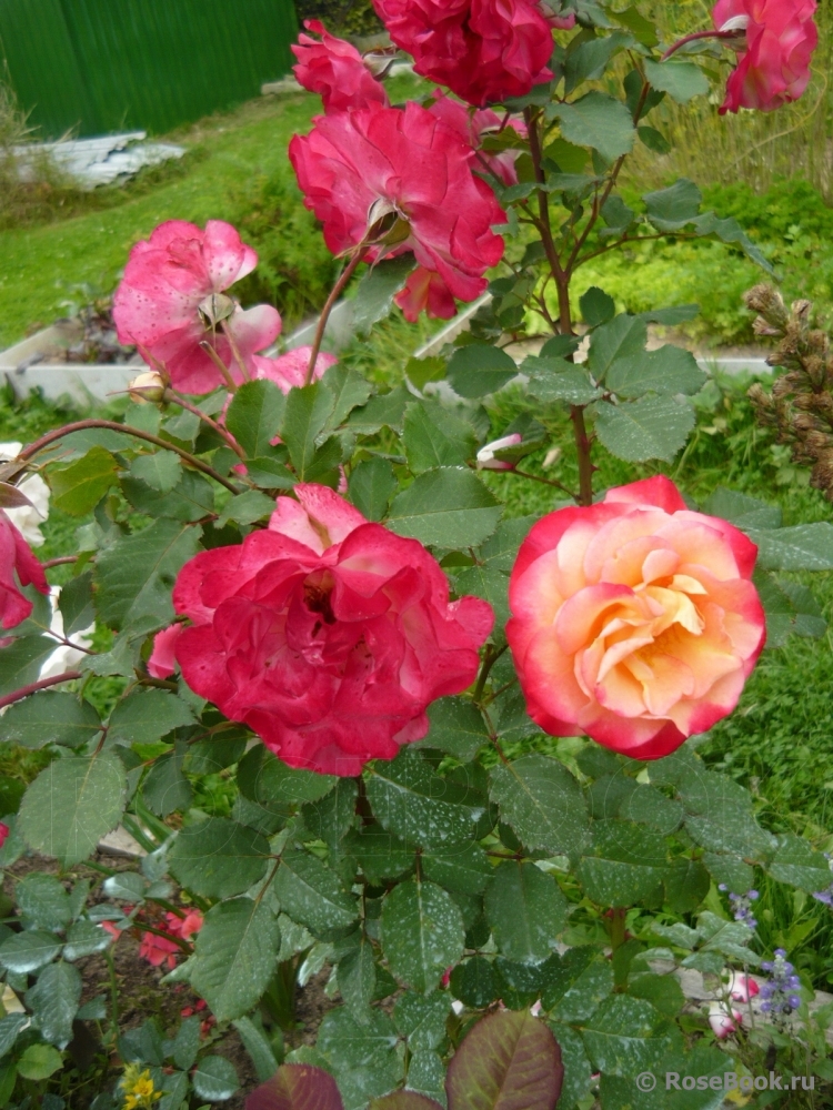 Marseille en Fleurs