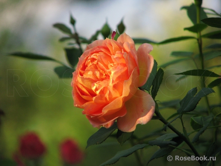 Lady of Shalott 