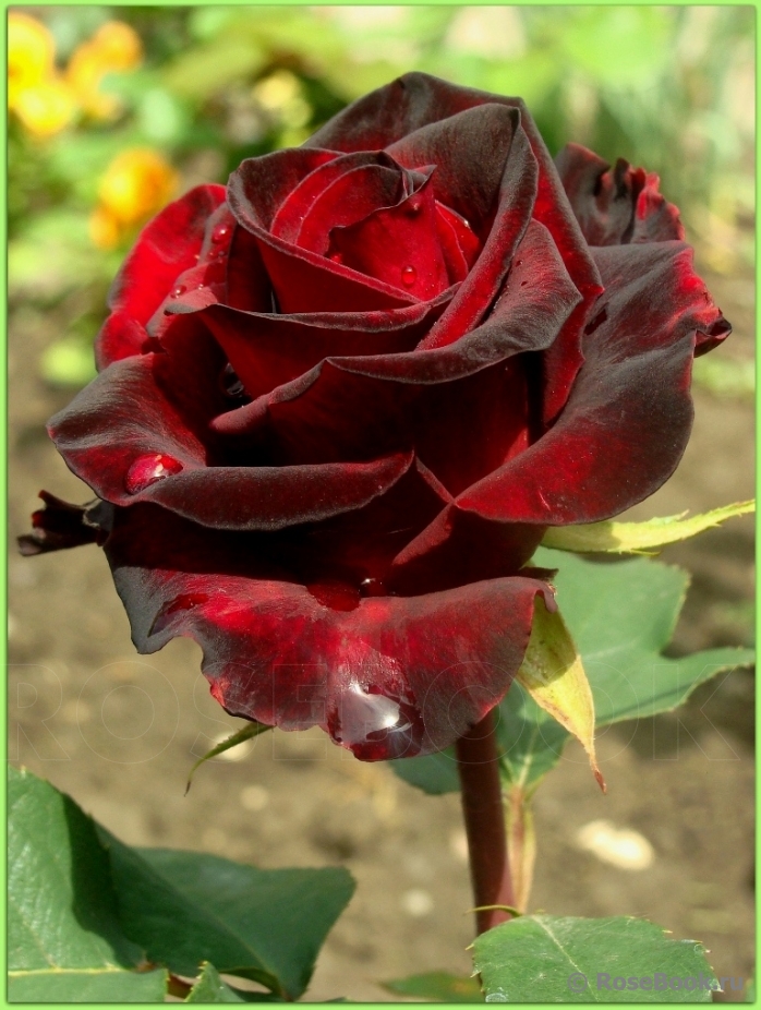 Black Baccara