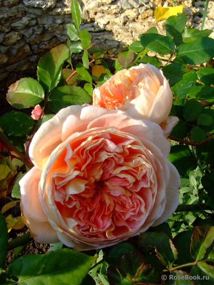 Abraham Darby