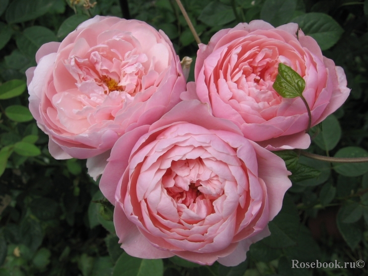 The Alnwick Rose