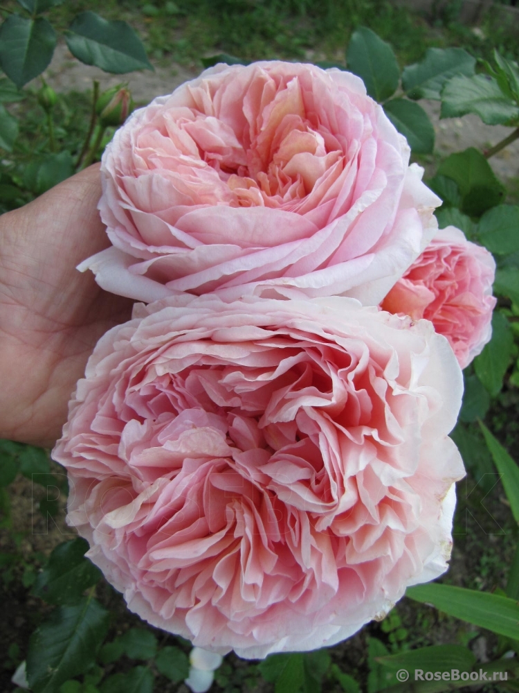 Abraham Darby