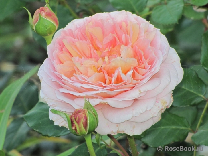 Abraham Darby