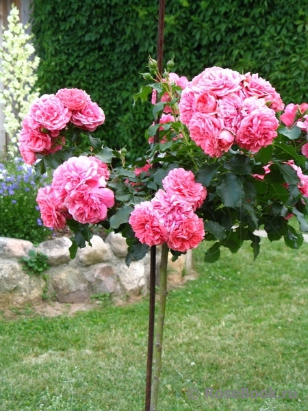 Rosarium Uetersen