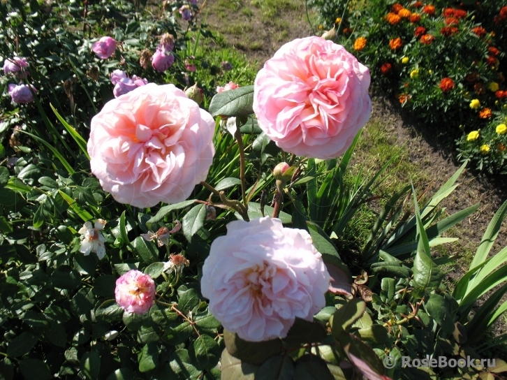 A Shropshire Lad