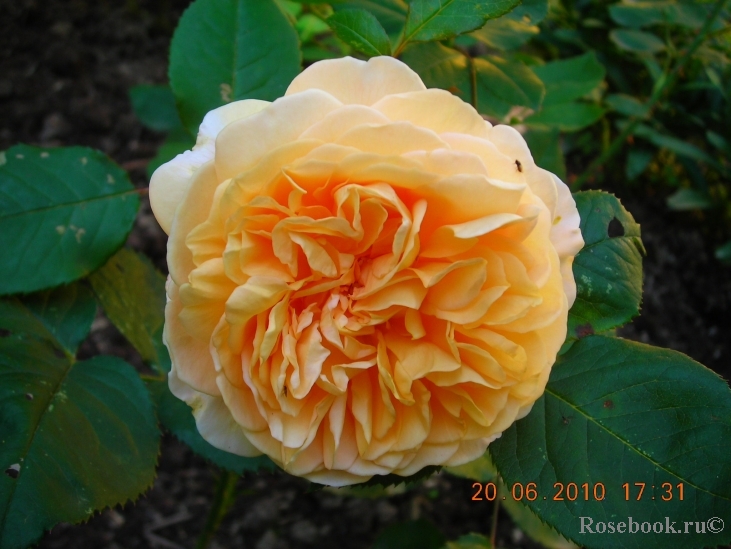 Crown Princess Margareta®