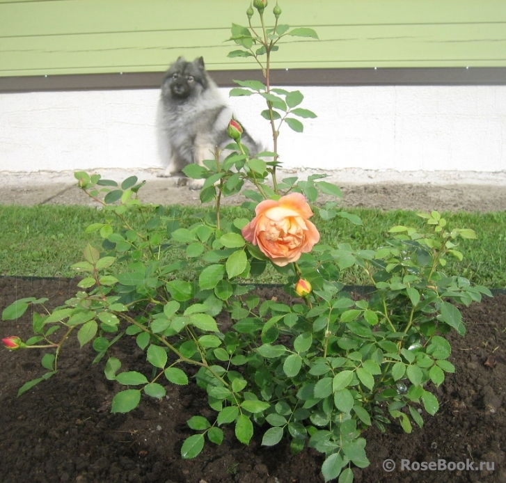 Lady of Shalott 