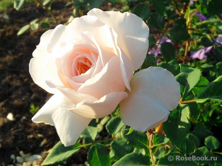 Crocus Rose® 