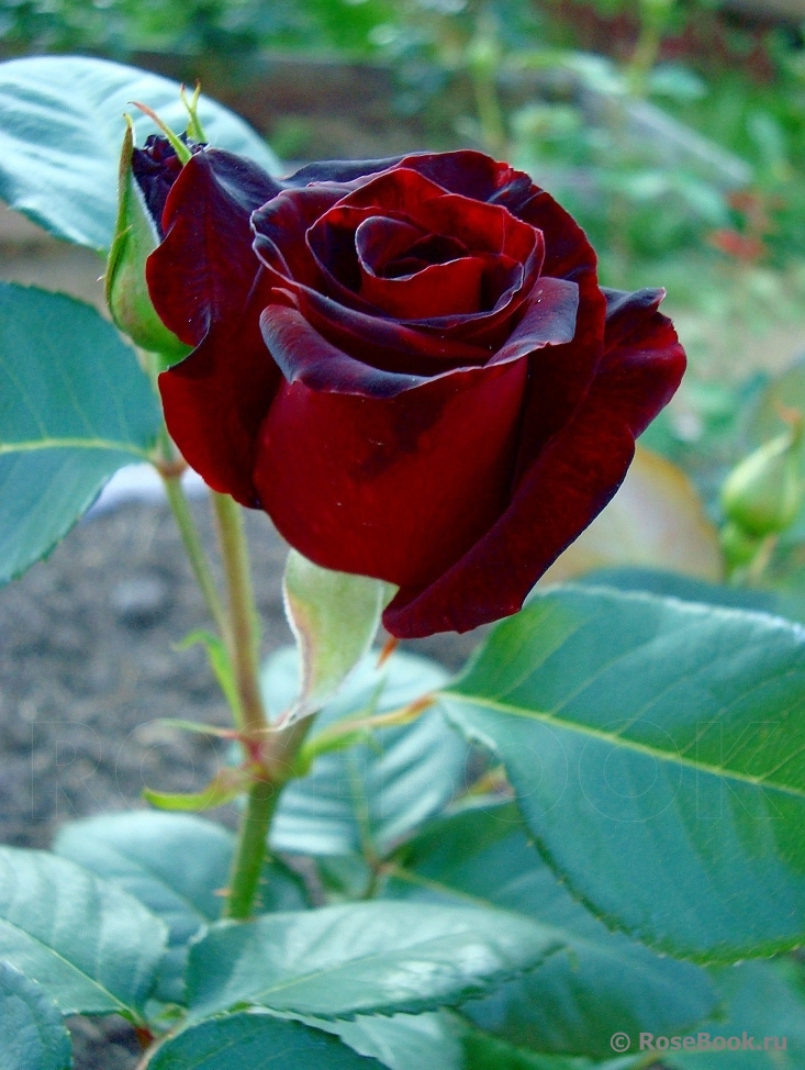 Black Baccara