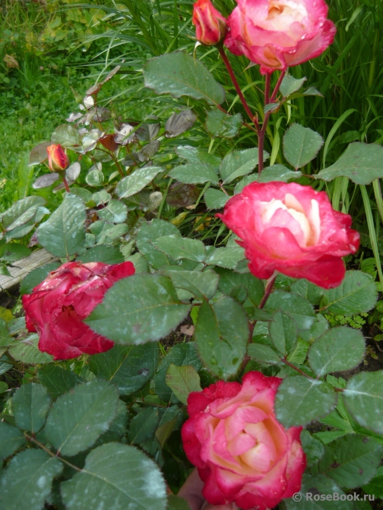 Marseille en Fleurs