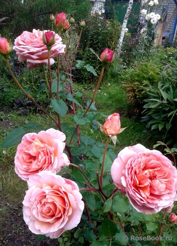 Abraham Darby