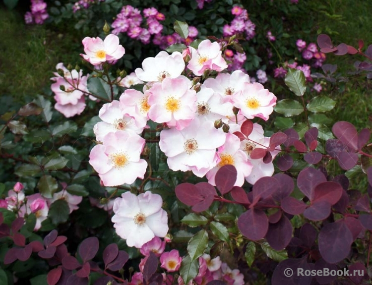 Rosy Cushion 