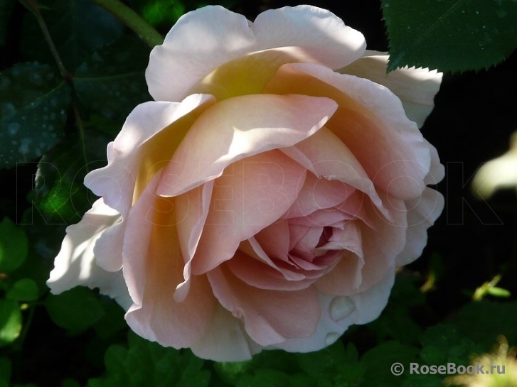 Abraham Darby