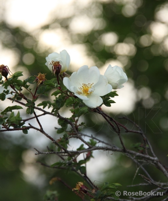 Rose spinosissima