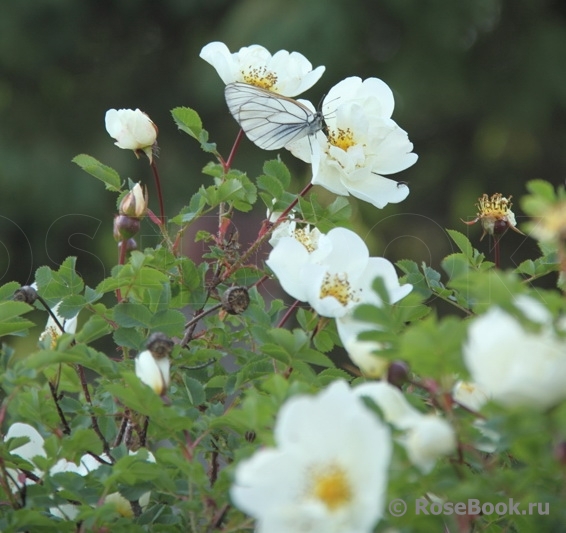 Rose spinosissima