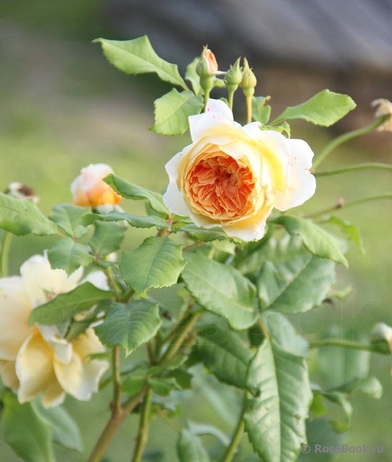 Crown Princess Margareta®