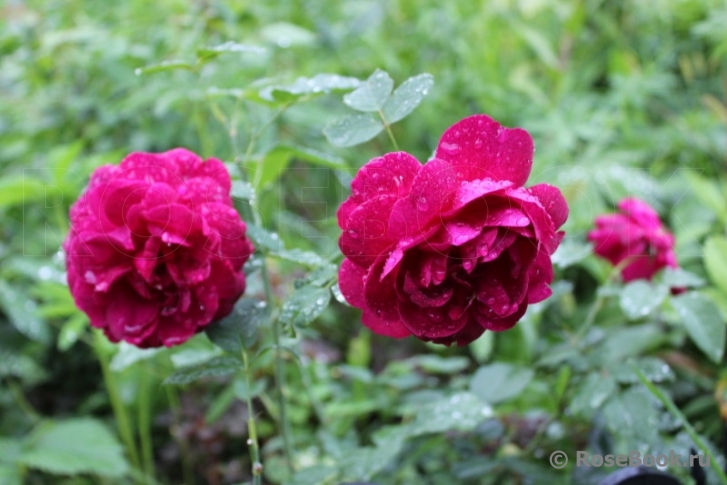 Darcey Bussell 