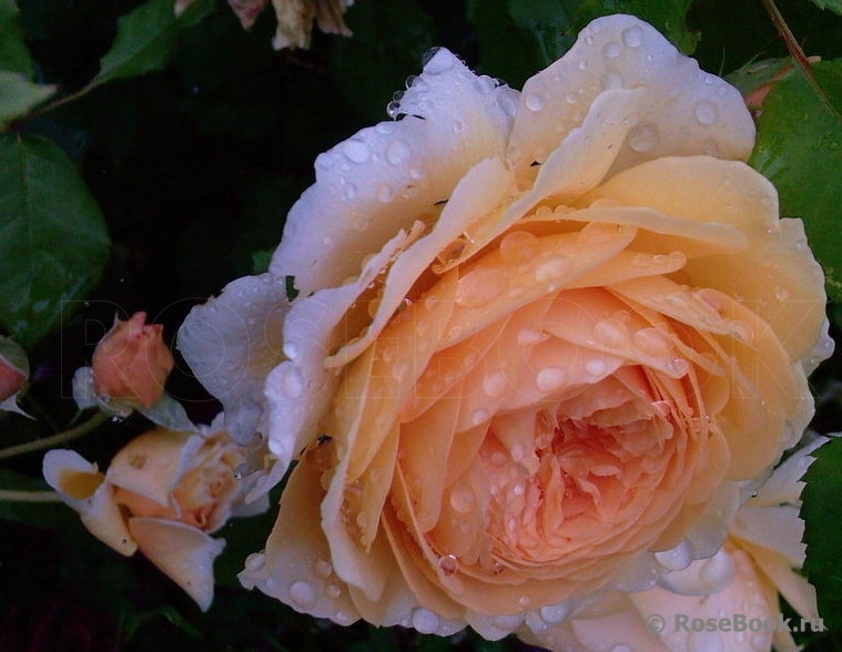 Crown Princess Margareta®