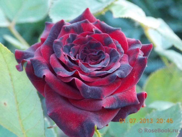 Black Baccara