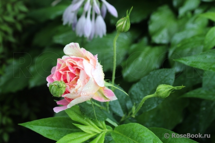 Rose des Cisterciens 